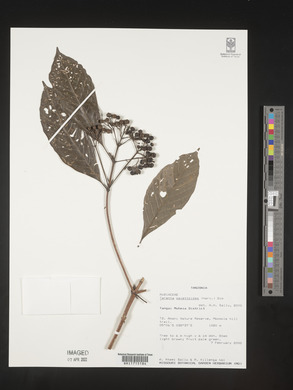 Tarenna pavettoides image