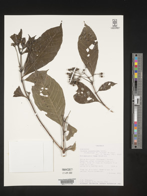 Tarenna pavettoides subsp. friesiorum image
