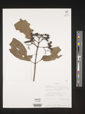 Tarenna pavettoides subsp. gillmanii image