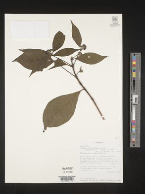 Tarenna pavettoides subsp. friesiorum image