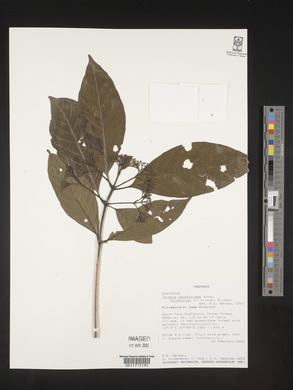 Tarenna pavettoides image