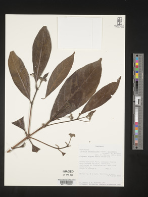 Tarenna pavettoides subsp. gillmanii image