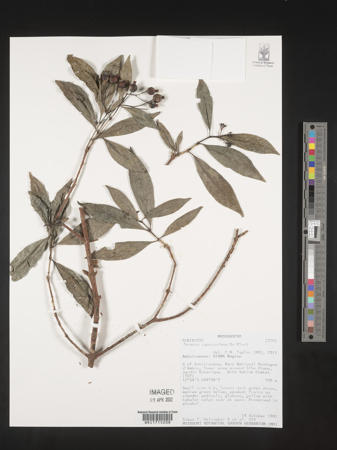 Tarenna capuroniana image