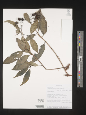 Tarenna capuroniana image