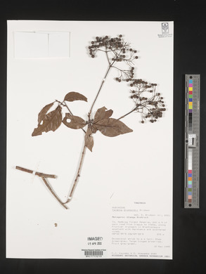 Tarenna drummondii image