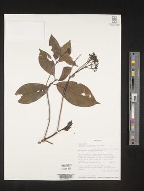 Tarenna drummondii image