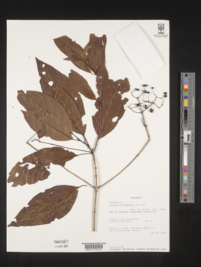Tarenna drummondii image