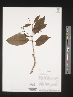 Tarenna drummondii image