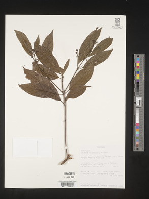 Tarenna drummondii image