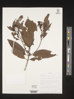 Tarenna drummondii image