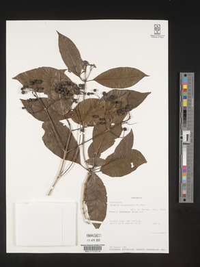 Tarenna drummondii image