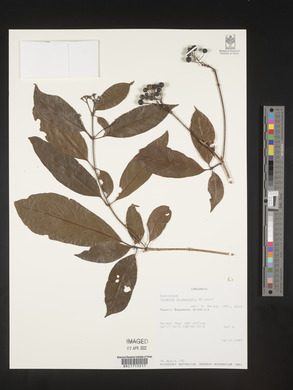 Tarenna drummondii image