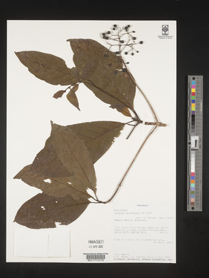 Tarenna drummondii image