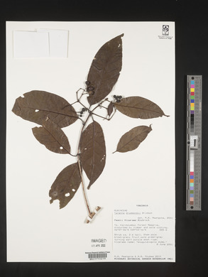 Tarenna drummondii image