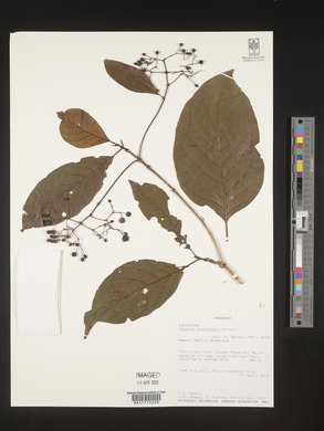 Tarenna drummondii image