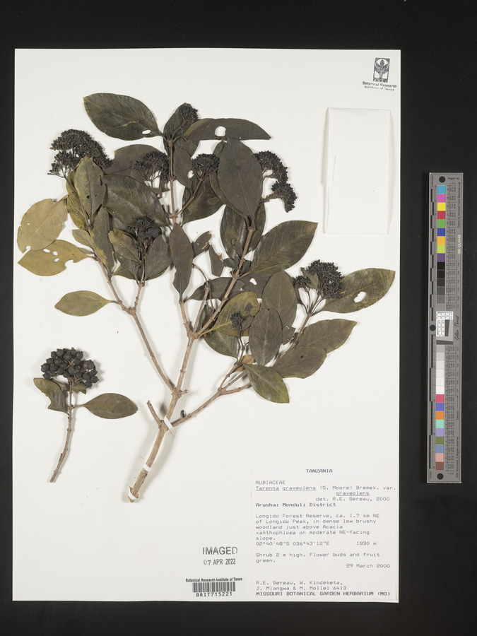 Coptosperma image