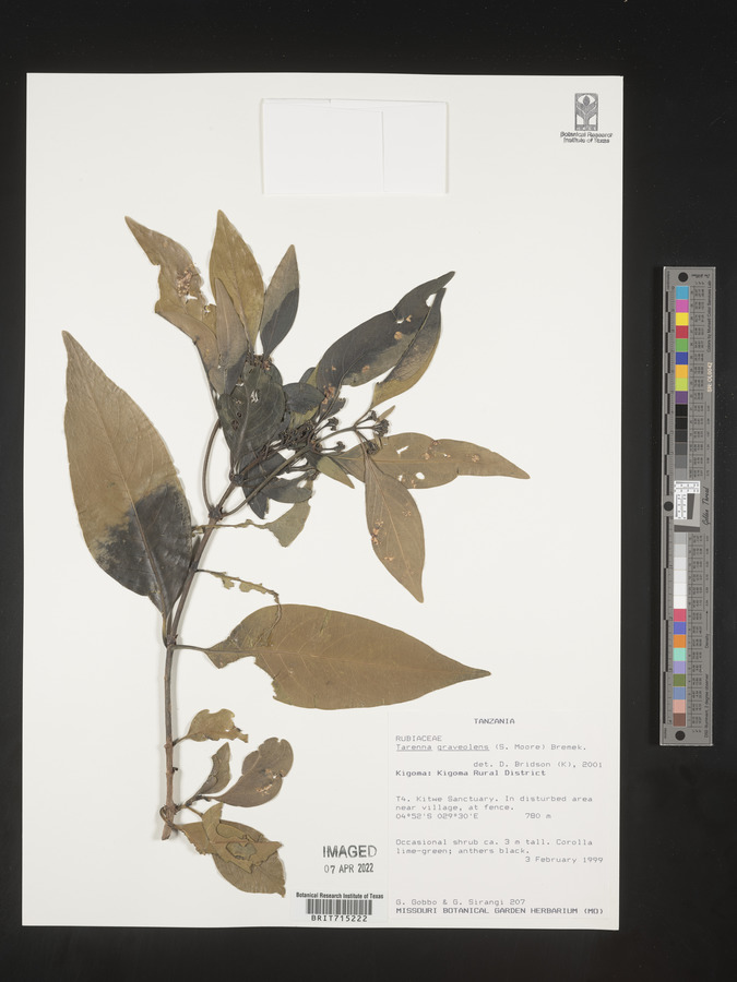 Coptosperma graveolens var. graveolens image