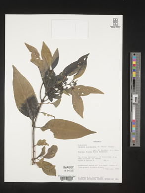 Coptosperma graveolens var. graveolens image
