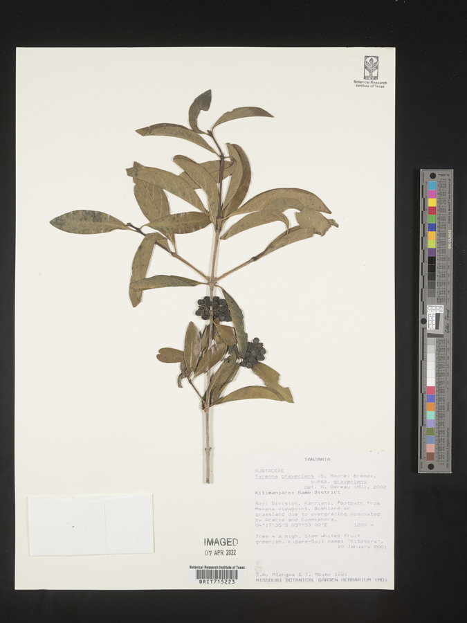 Coptosperma graveolens var. graveolens image