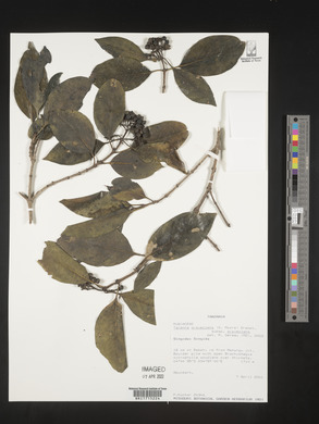 Coptosperma graveolens var. graveolens image