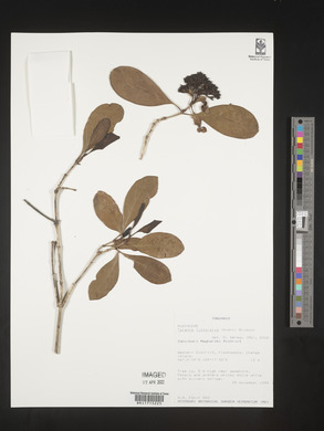 Media resource of Coptosperma littorale