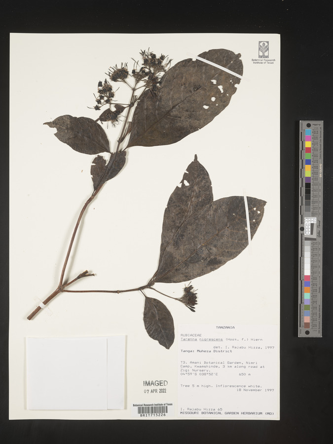 Coptosperma nigrescens image
