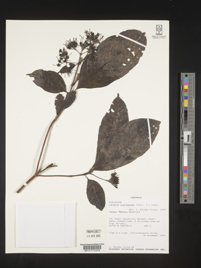 Coptosperma nigrescens image