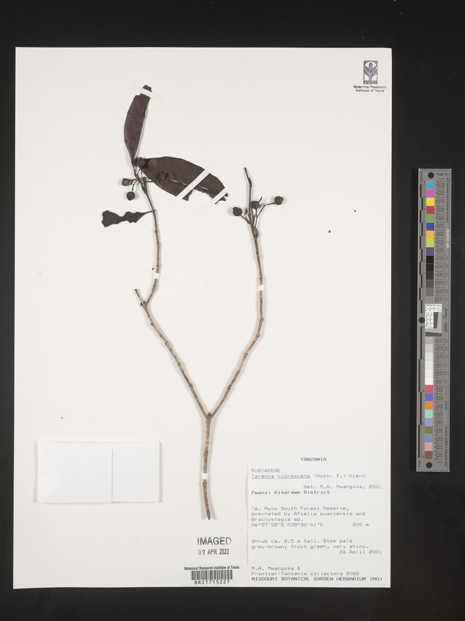 Coptosperma nigrescens image
