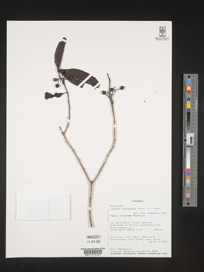 Coptosperma nigrescens image