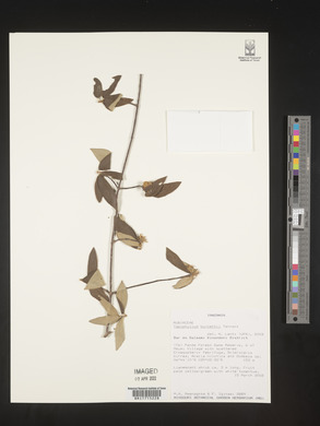 Media resource of Vangueria burnettii