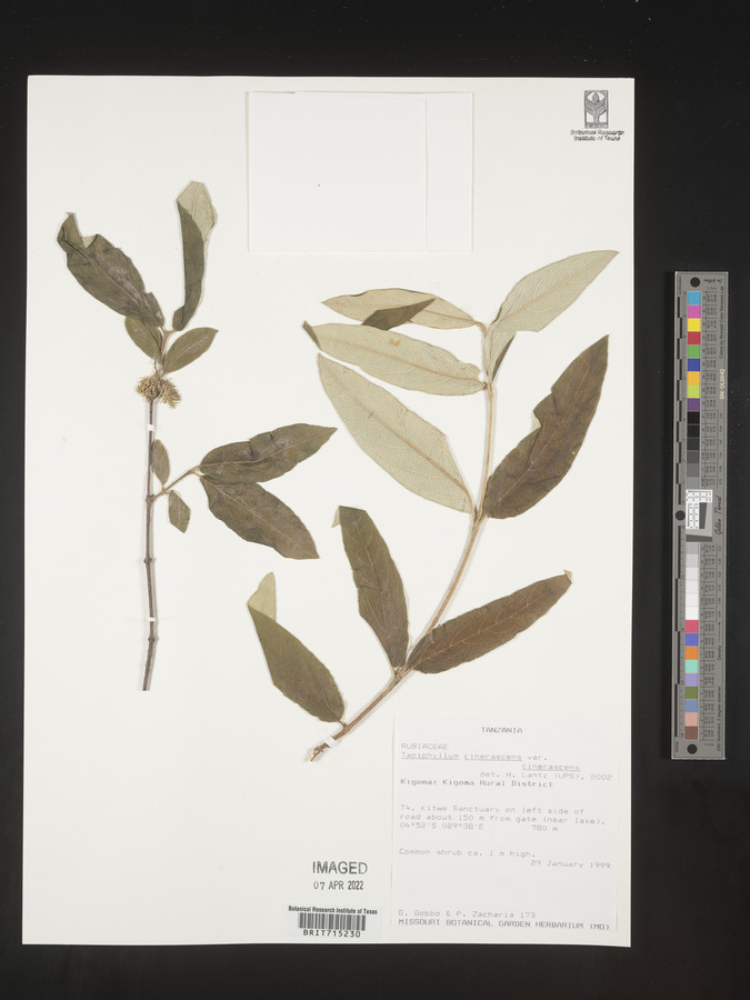 Vangueria cinerascens var. laevior image
