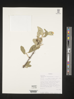 Vangueria obtusifolia image