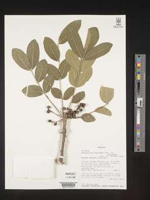 Zanthoxylum chalybeum image