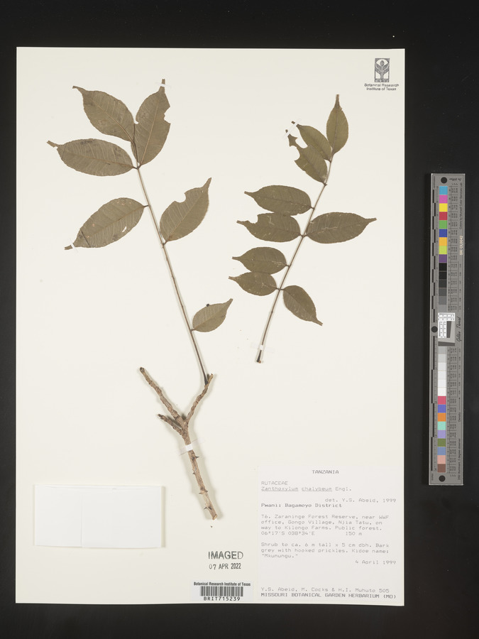 Zanthoxylum chalybeum image