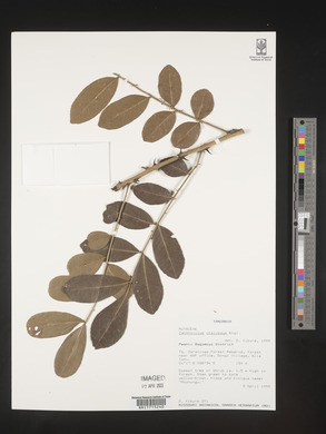 Zanthoxylum chalybeum image