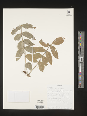 Zanthoxylum chalybeum image