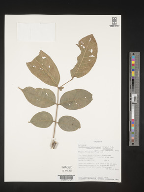 Media resource of Zanthoxylum holtzianum