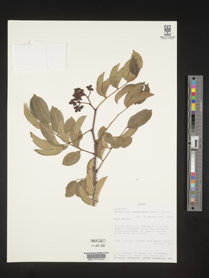 Zanthoxylum usambarense image