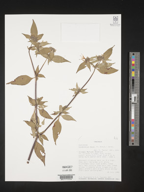 Virectaria major image