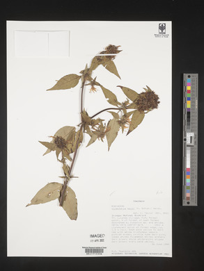 Virectaria major image
