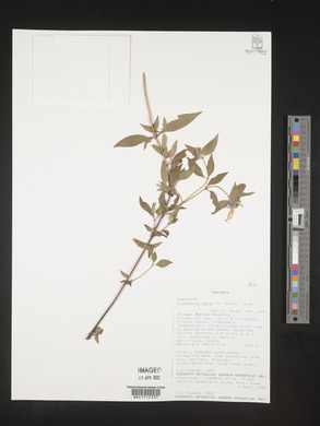 Virectaria major image