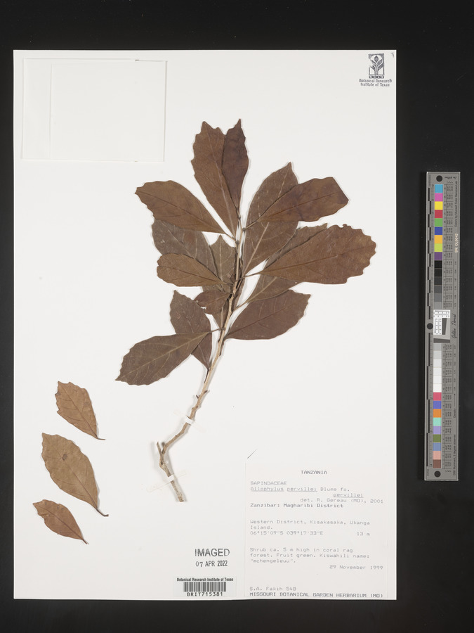 Allophylus fulvotomentosus image