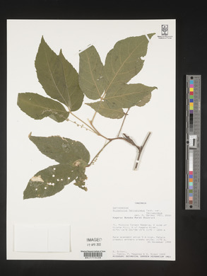 Allophylus ferrugineus image
