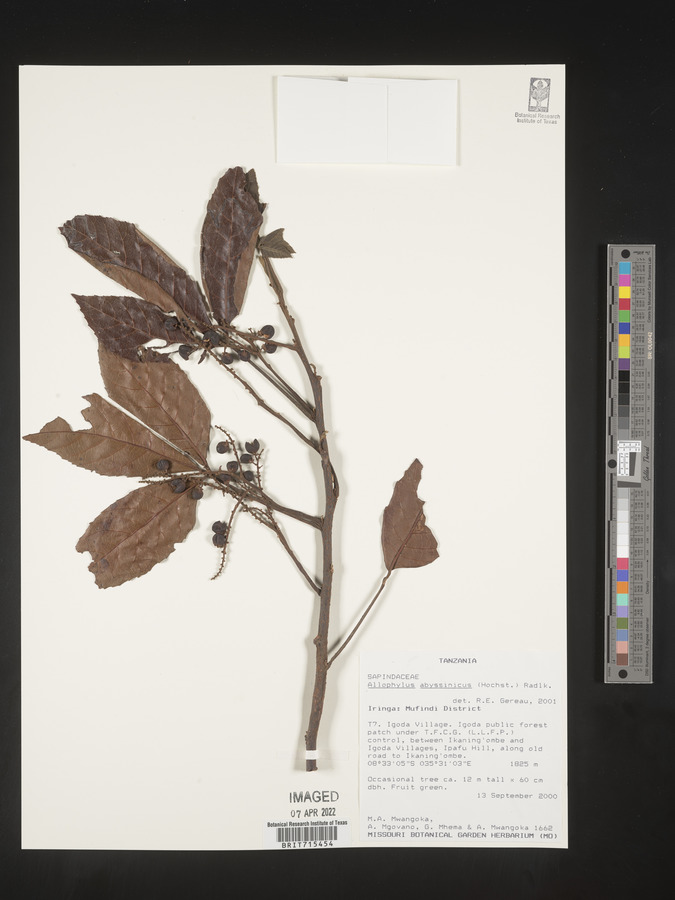Allophylus abyssinicus image