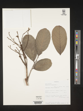 Nephelium lappaceum image