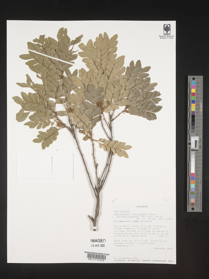 Haplocoelum foliolosum subsp. strongylocarpum image