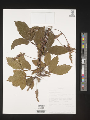 Paullinia pinnata image