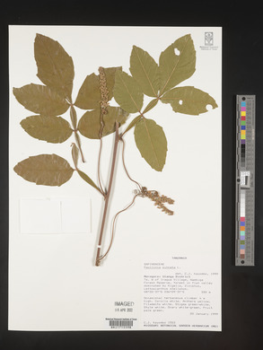 Paullinia pinnata image