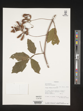 Paullinia pinnata image