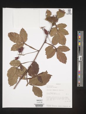 Paullinia pinnata image